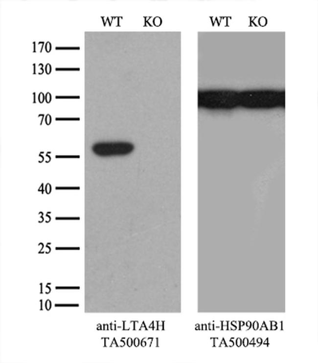 LTA4H Antibody in Western Blot (WB)