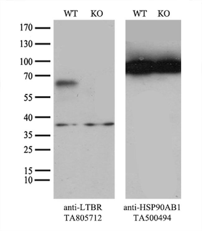 LTBR Antibody in Western Blot (WB)