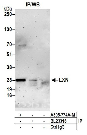 LXN Antibody in Immunoprecipitation (IP)