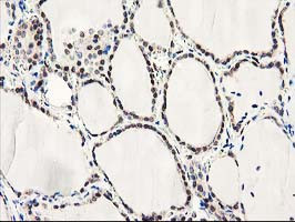 LXN Antibody in Immunohistochemistry (Paraffin) (IHC (P))