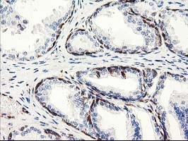 LXN Antibody in Immunohistochemistry (Paraffin) (IHC (P))