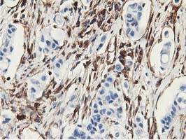 LXN Antibody in Immunohistochemistry (Paraffin) (IHC (P))