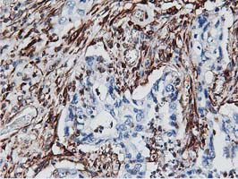 LXN Antibody in Immunohistochemistry (Paraffin) (IHC (P))