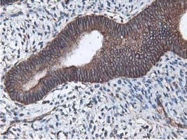 LXN Antibody in Immunohistochemistry (Paraffin) (IHC (P))