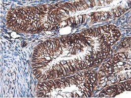 LXN Antibody in Immunohistochemistry (Paraffin) (IHC (P))