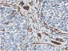 LXN Antibody in Immunohistochemistry (Paraffin) (IHC (P))