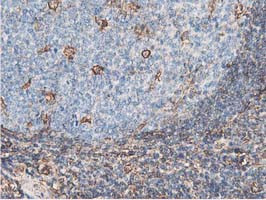 LXN Antibody in Immunohistochemistry (Paraffin) (IHC (P))