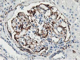 LXN Antibody in Immunohistochemistry (Paraffin) (IHC (P))