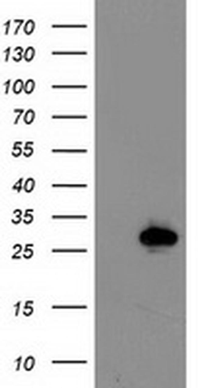 LXN Antibody in Western Blot (WB)