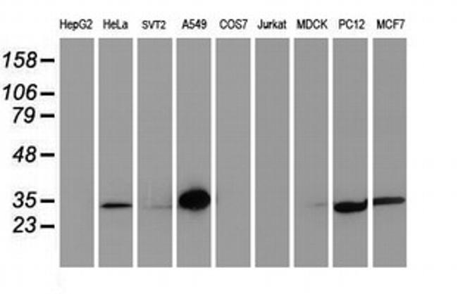 LXN Antibody in Western Blot (WB)