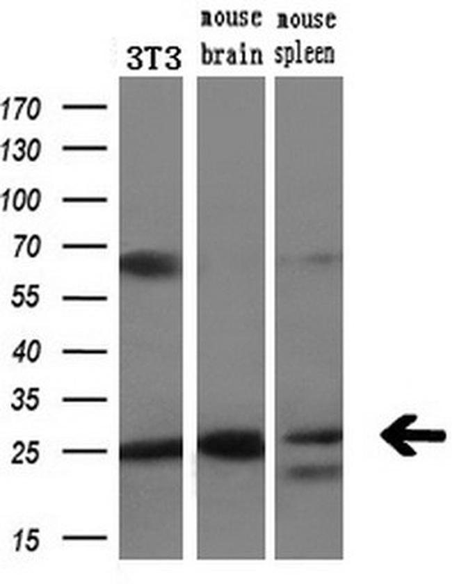 LXN Antibody in Western Blot (WB)