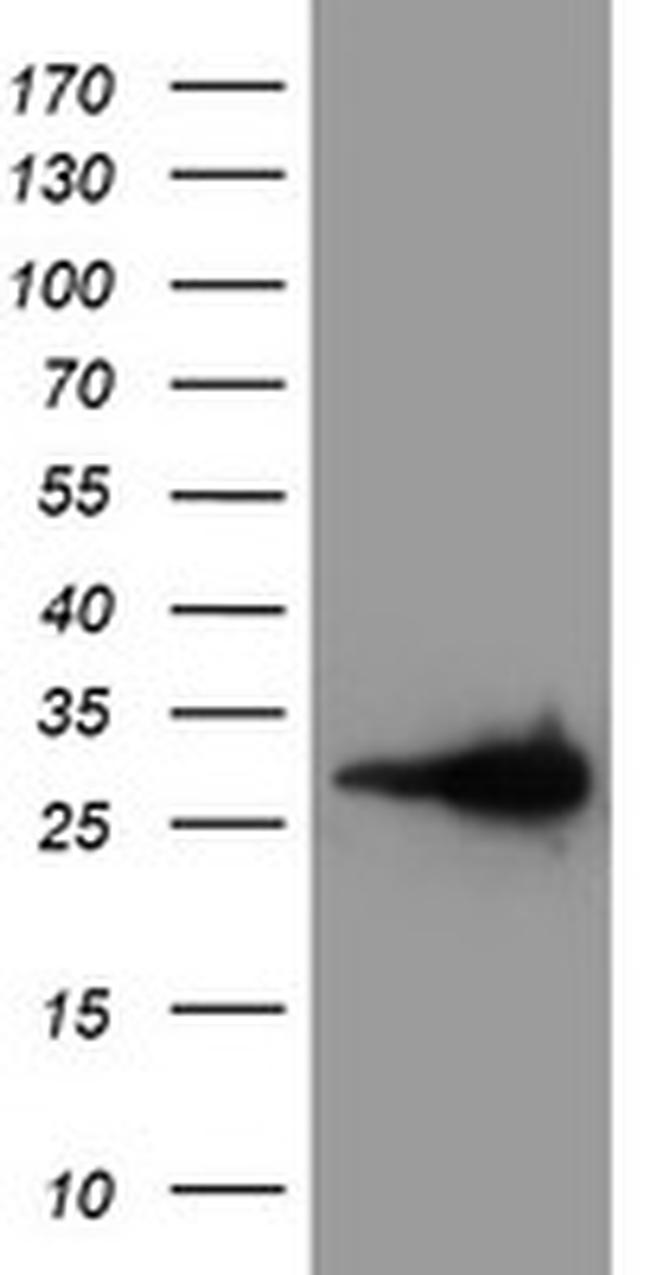 LXN Antibody in Western Blot (WB)