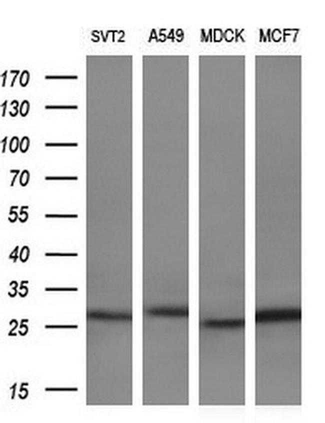 LXN Antibody in Western Blot (WB)