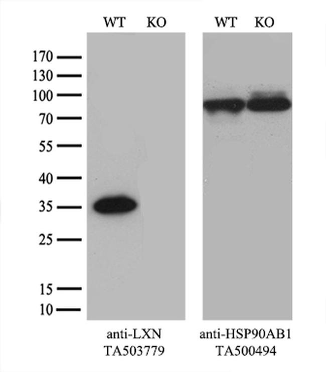 LXN Antibody in Western Blot (WB)