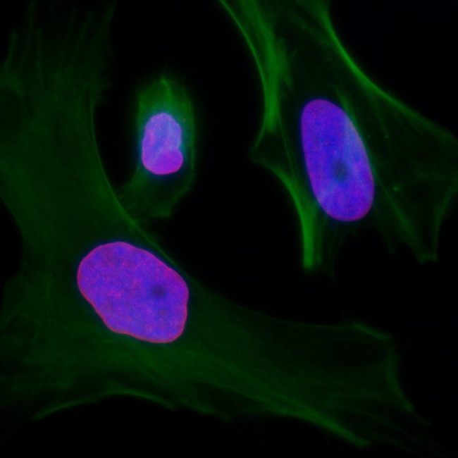 Lamin-A Antibody in Immunocytochemistry (ICC/IF)