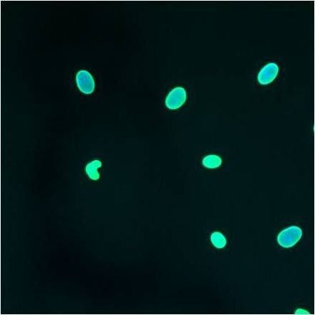 Lamin A/C Antibody in Immunocytochemistry (ICC/IF)