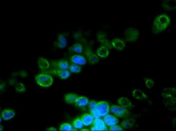 Lamin B2 Antibody in Immunohistochemistry (Frozen) (IHC (F))