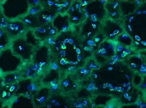 Lamin B2 Antibody in Immunohistochemistry (Frozen) (IHC (F))