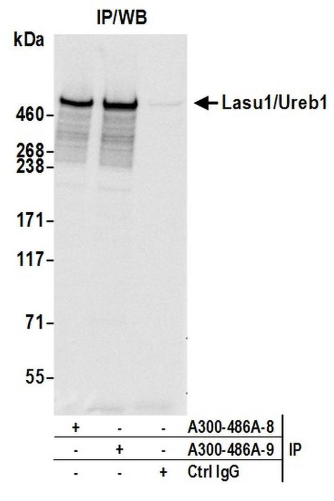 Lasu1/Ureb1 Antibody in Western Blot (WB)