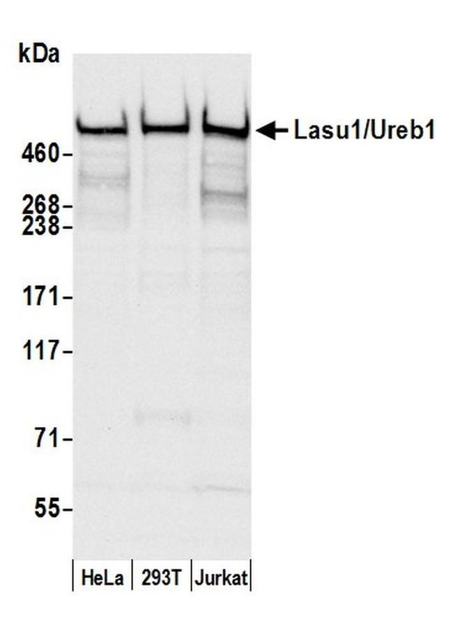 Lasu1/Ureb1 Antibody in Western Blot (WB)