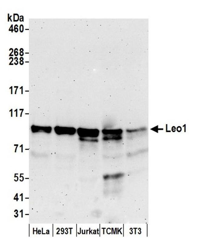 Leo1 Antibody in Western Blot (WB)