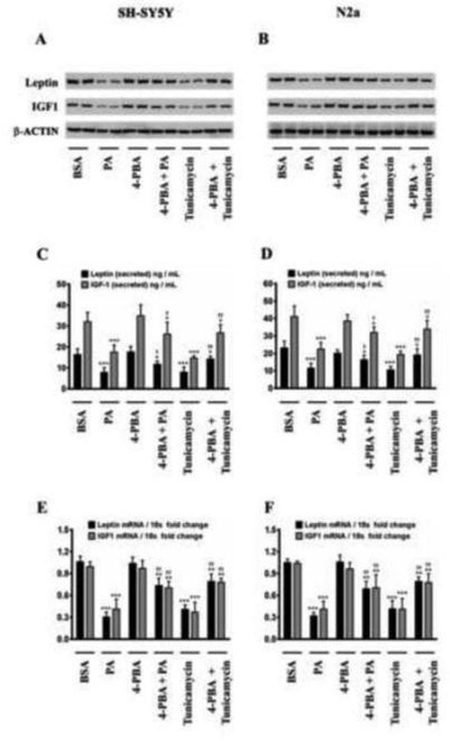 Leptin Antibody