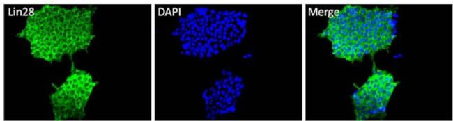 LIN28A Antibody in Immunocytochemistry (ICC/IF)