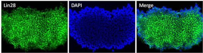 LIN28A Antibody in Immunocytochemistry (ICC/IF)