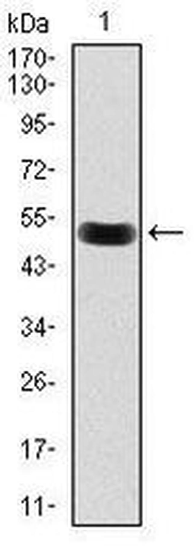 Lplunc1 Antibody in Western Blot (WB)