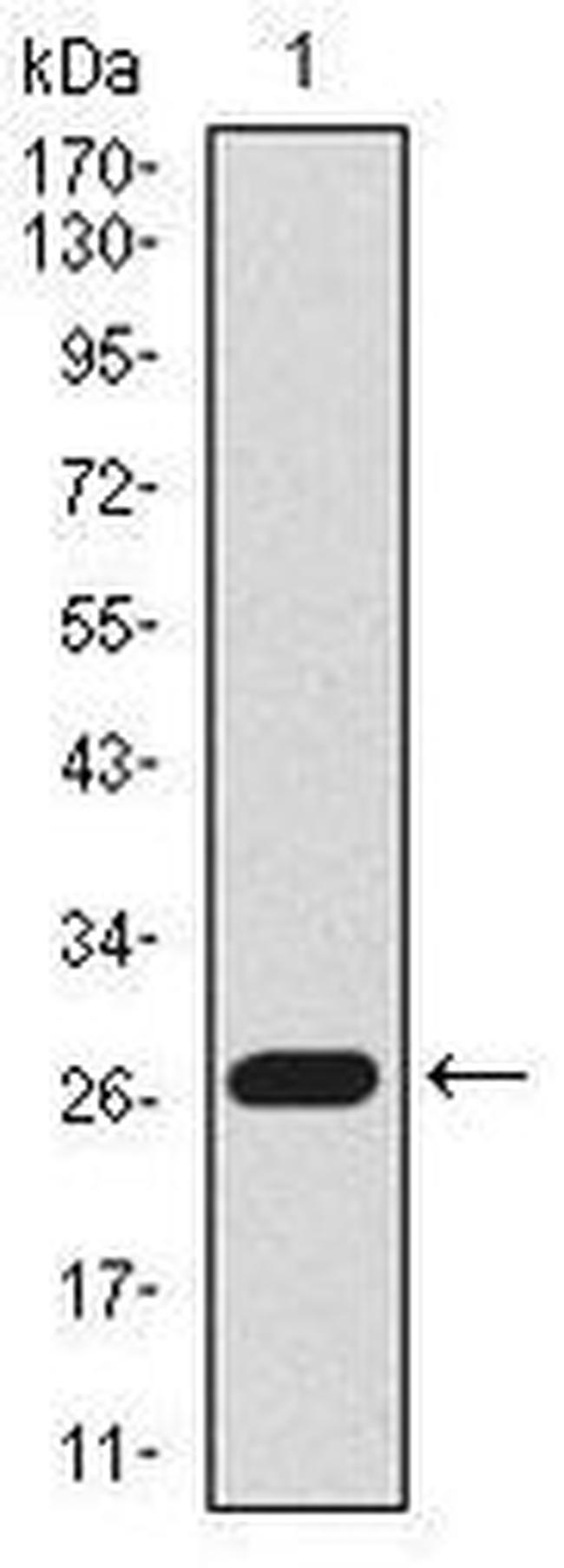 Lplunc1 Antibody in Western Blot (WB)