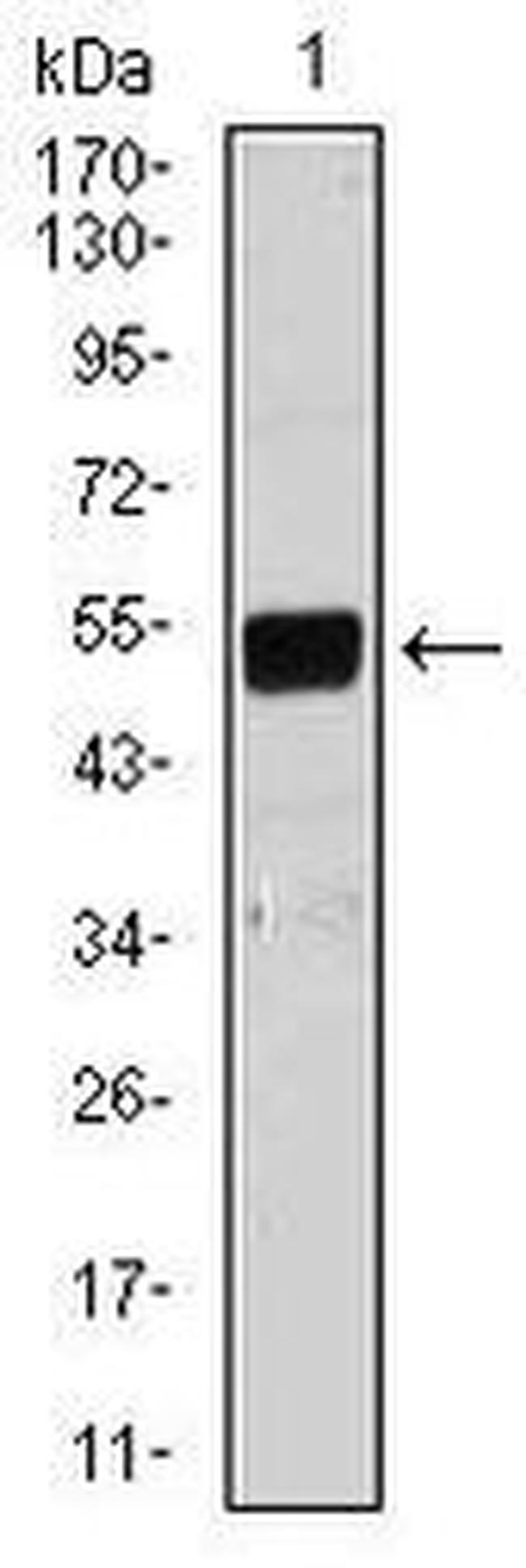 Lplunc1 Antibody in Western Blot (WB)