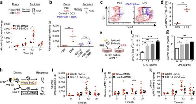 Ly-6A/E (Sca-1) Antibody in Flow Cytometry (Flow)