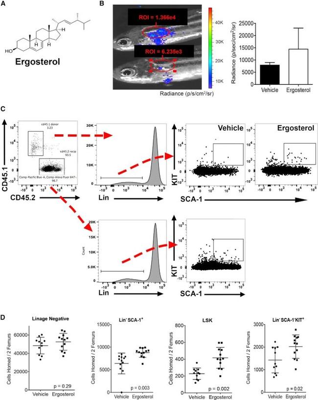 Ly-6A/E (Sca-1) Antibody in Flow Cytometry (Flow)