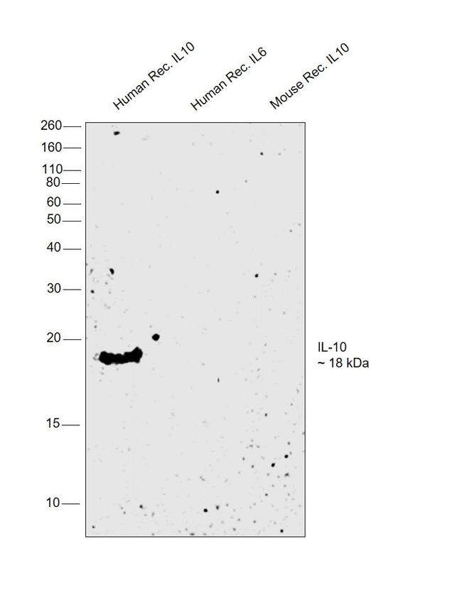 IL-10 Antibody in Western Blot (WB)