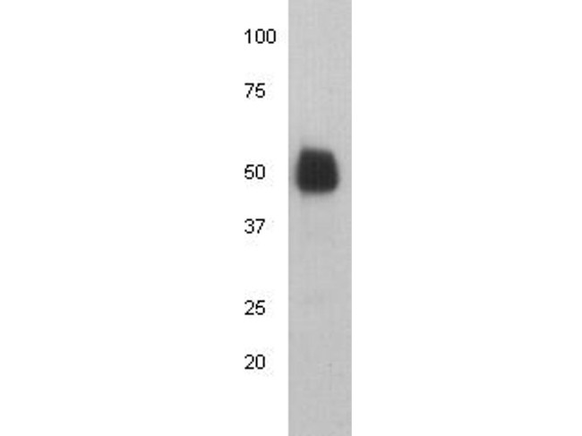 Human IgG Heavy chain Antibody in Western Blot (WB)