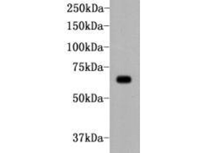 Alkaline Phosphatase Antibody in Western Blot (WB)