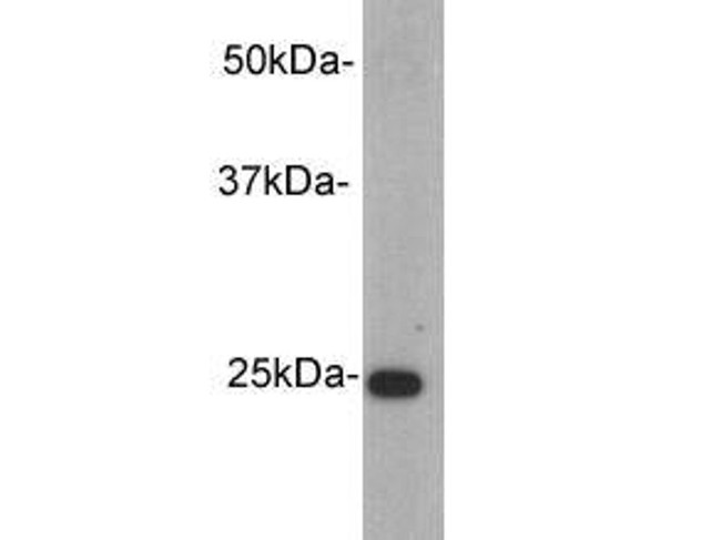 Rabbit IgG Kappa Light Chain Antibody in Western Blot (WB)