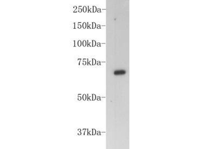 BSA Antibody in Western Blot (WB)