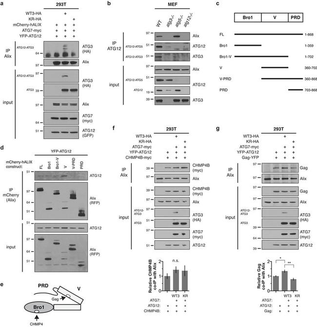 mCherry Antibody in Immunoprecipitation (IP)