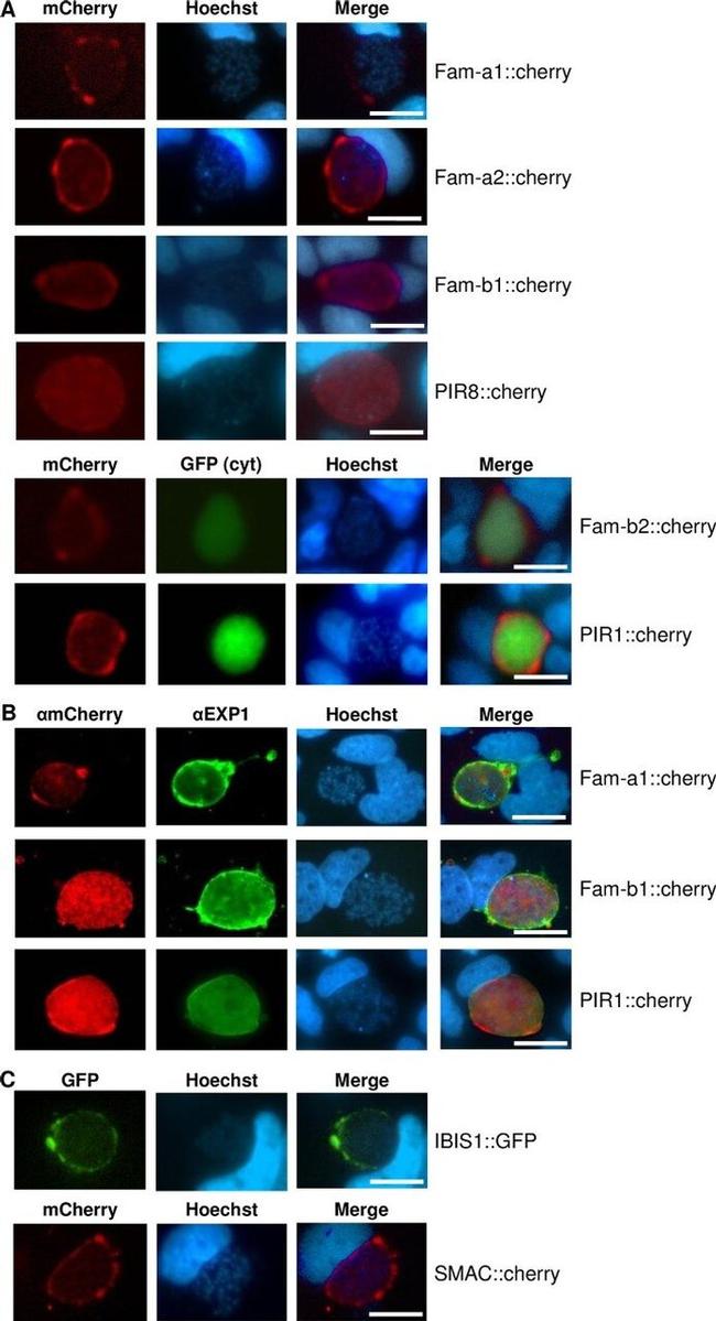 mCherry Antibody in Immunocytochemistry (ICC/IF)