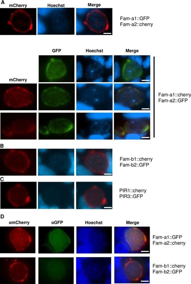 mCherry Antibody in Immunocytochemistry (ICC/IF)