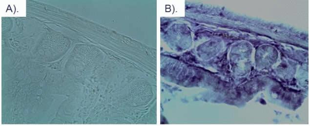 mCherry Antibody in Immunohistochemistry (Paraffin) (IHC (P))