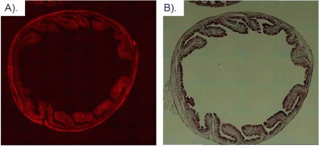 mCherry Antibody in Immunohistochemistry (Paraffin) (IHC (P))