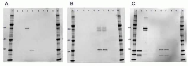 mCherry Antibody in Western Blot (WB)