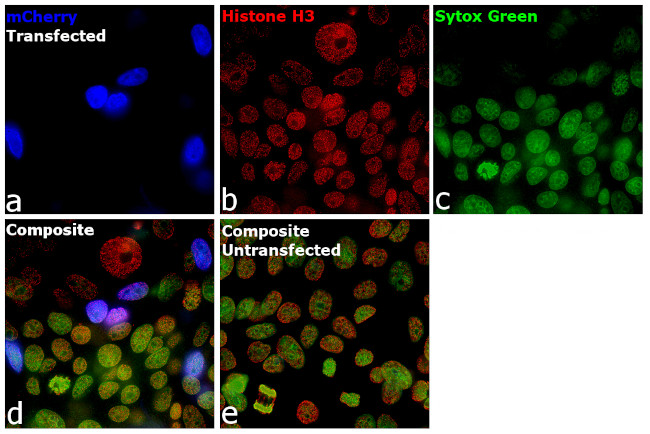 mCherry Antibody in Immunocytochemistry (ICC/IF)