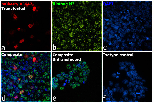 mCherry Antibody in Immunocytochemistry (ICC/IF)