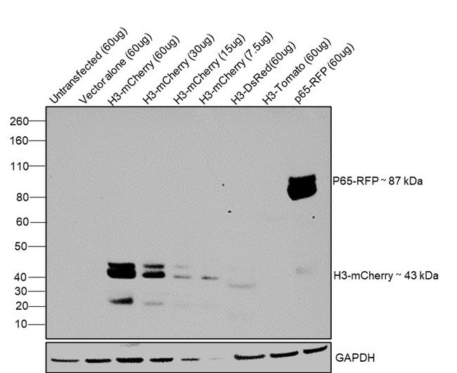 mCherry Antibody in Western Blot (WB)