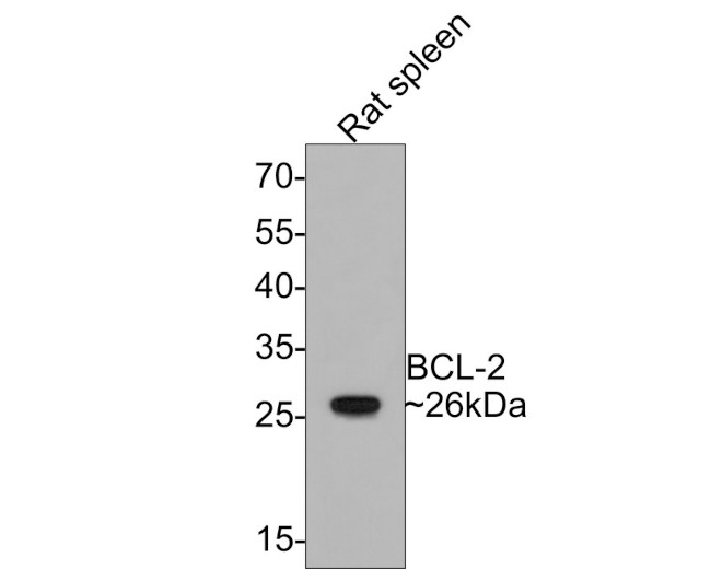 Bcl-2 Antibody in Western Blot (WB)