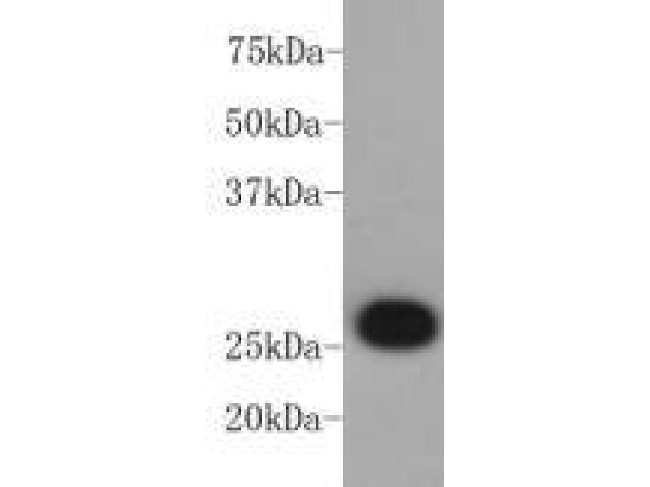 Bcl-2 Antibody in Western Blot (WB)