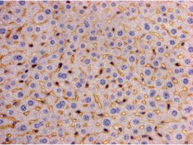 LRP-1 Antibody in Immunohistochemistry (Paraffin) (IHC (P))